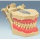 Modelo Dentário Adulto AG-3 DA